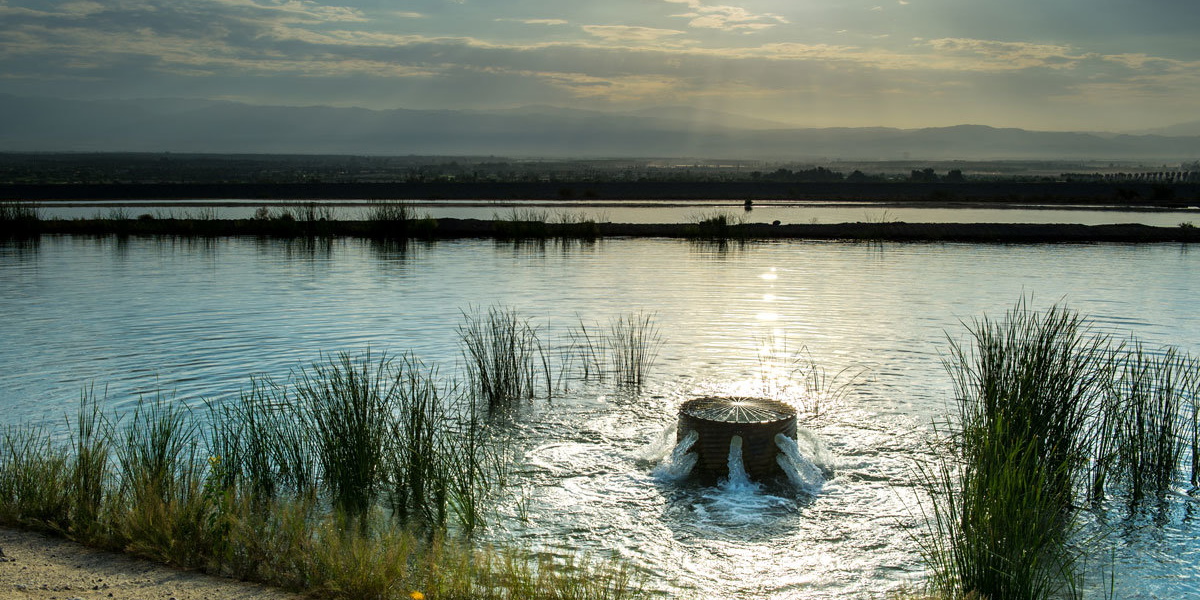Grass, Water, and Pond.